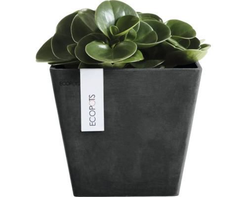 Quadratischer Blumentopf von Ecopots mit einer grünen Pflanze.