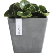 Eckiger Pflanzkübel von Ecopots in Steinoptik mit einer grünen Zimmerpflanze.