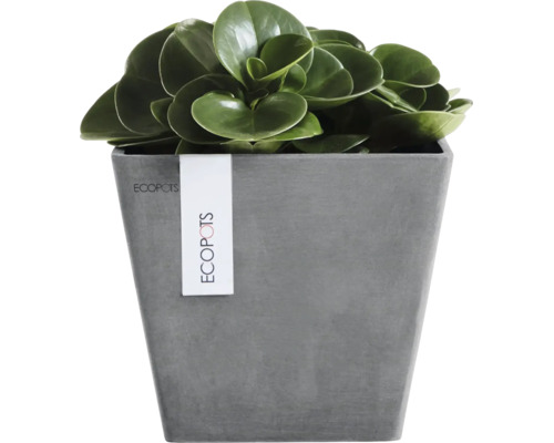 Eckiger Pflanzkübel von Ecopots in Steinoptik mit einer grünen Zimmerpflanze.