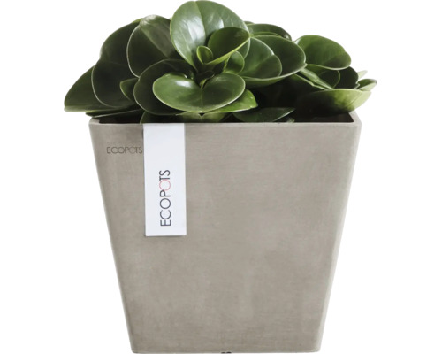 Quadratischer Ecopots Pflanzkübel in Steinoptik mit grüner Zimmerpflanze.