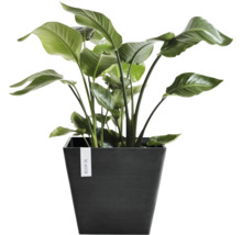 Strelitzia Zimmerpflanze in einem quadratischen dunklen Ecopots Pflanzgefäß.