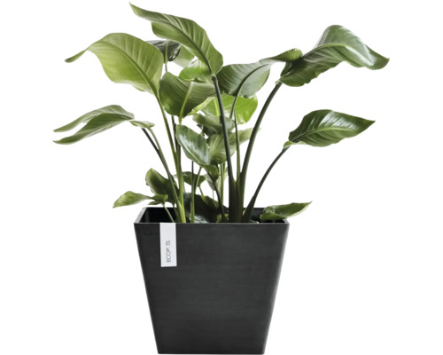 Strelitzia Zimmerpflanze in einem quadratischen dunklen Ecopots Pflanzgefäß.