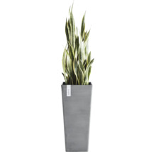 Zimmerpflanze Sansevieria Bogenhanf in einem hohen grauen Ecopots Pflanzgefäß.