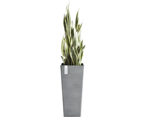 Zimmerpflanze Sansevieria Bogenhanf in einem hohen grauen Ecopots Pflanzgefäß.