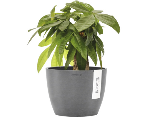 Zimmerpflanze Glückskastanie Pachira aquatica in grauem Ecopots Blumentopf.