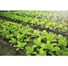 Gemüsegarten mit angelegten Beeten und verschiedenen Salatsorten