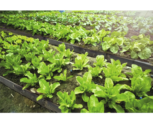 Gemüsegarten mit angelegten Beeten und verschiedenen Salatsorten