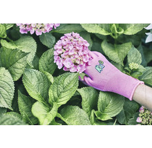 Eine Hand mit einem Gartenhandschuh hält eine Hortensienblüte zwischen grünen Blättern.