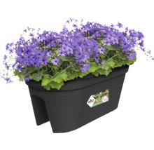 Blumenkasten mit lila Gänseblümchen