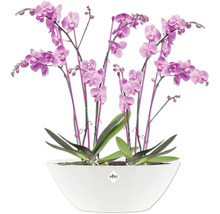 Orchidee in einem weißen Topf der Marke Elho