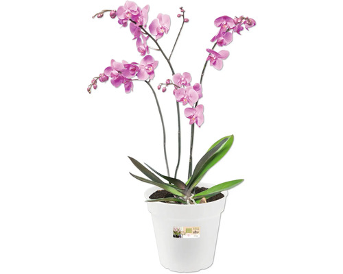 Orchidee in einem weißen Topf