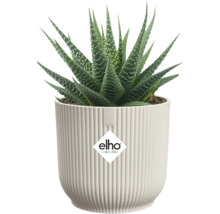 Zimmerpflanze Haworthia in einem Topf