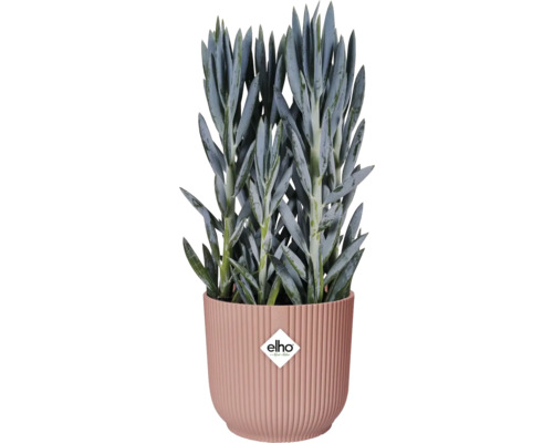 Senecio im gerippten Übertopf mit Elho Logo