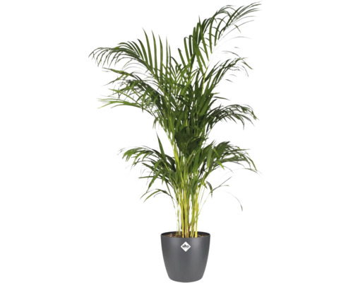 Areca Palme in einem Topf