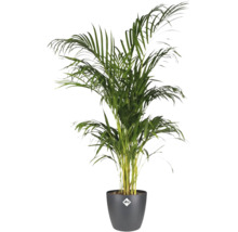 Areca Palme im Topf