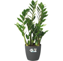 Zamioculcas Zimmerpflanze in einem Topf