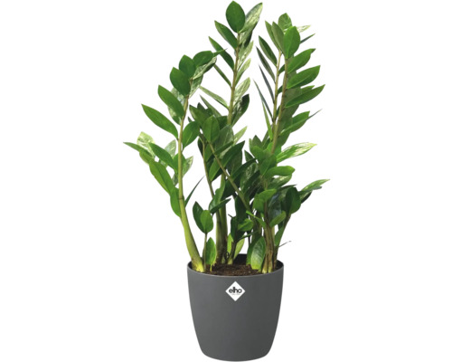 Zamioculcas Zimmerpflanze im Topf