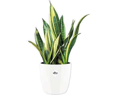 Sansevieria Pflanze im Topf