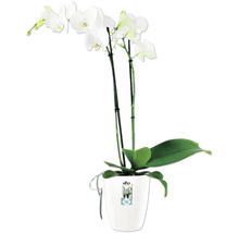 Weiße Orchidee im Topf von Elho