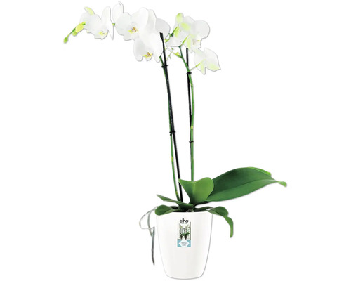 Weiße Orchidee im Topf von Elho