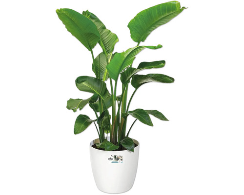 Strelitzie im Topf für den Innenbereich