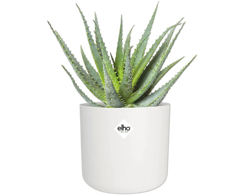 Aloe Vera Pflanze in einem weißen Blumentopf mit Elho Logo