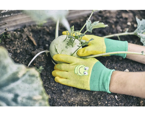 Eine Person erntet mit Gartenhandschuhen Kohlrabi aus einem Hochbeet.