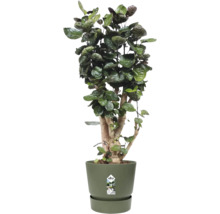 Zimmerpflanze Polyscias Fabian mit dunkelgrünen Blättern in einem grünen Kunststofftopf mit Untersetzer.