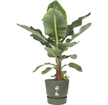 Bananenpflanze Musa in einem olivgrünen Elho Übertopf mit passendem Untersetzer.