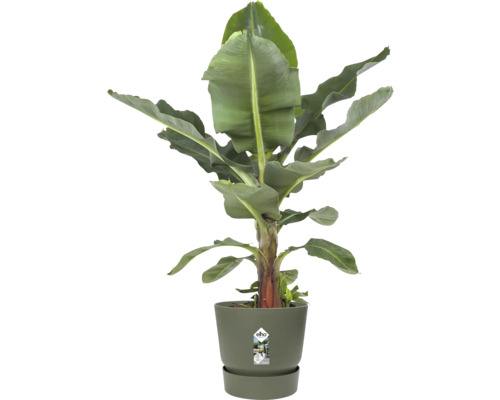 Bananenpflanze Musa in einem olivgrünen Elho Übertopf mit passendem Untersetzer.