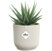 Sukkulente Haworthia mit grünen spitzen Blättern und weißen Punkten in einem weißen geriffelten elho Übertopf. elho Logo.