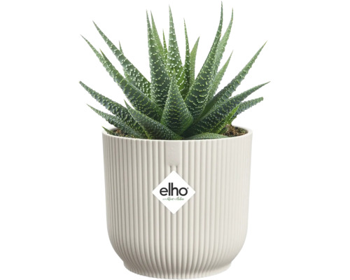 Sukkulente Haworthia mit grünen spitzen Blättern und weißen Punkten in einem weißen geriffelten elho Übertopf. elho Logo.