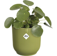 Ufopflanze Pilea peperomioides in einem runden, gerippten grünen Kunststoff-Pflanztopf von Elho.