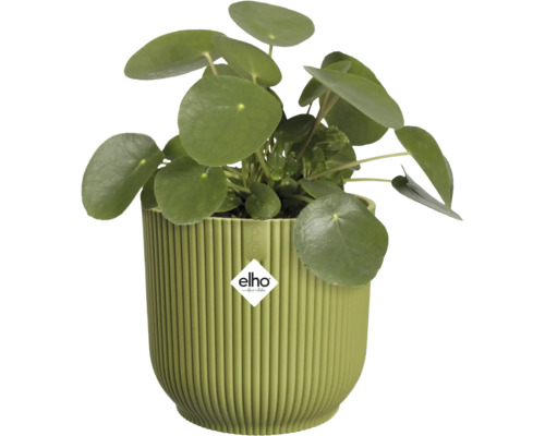 Ufopflanze Pilea peperomioides in einem runden, gerippten grünen Kunststoff-Pflanztopf von Elho.