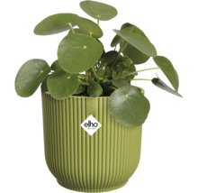 Pilea peperomioides in einem grünen geriffelten Elho Kunststoffblumentopf. Elho Logo.