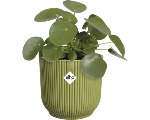 Zimmerpflanze Ufopflanze Pilea peperomioides in einem grünen geriffelten Kunststofftopf mit elho Logo.