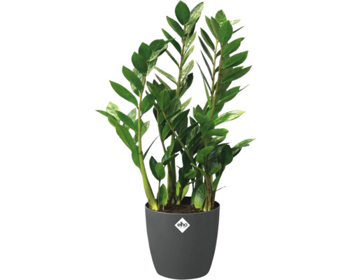 Zamioculcas zamiifolia Zimmerpflanze mit glänzenden grünen Blättern in einem anthrazitfarbenen Übertopf mit elho Logo.