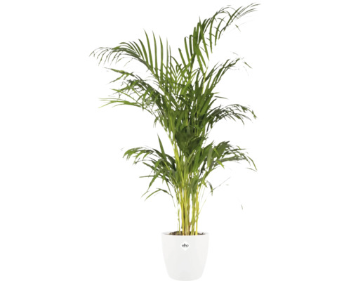 Areca Goldfruchtpalme in einem weißen Pflanztopf der Marke elho.
