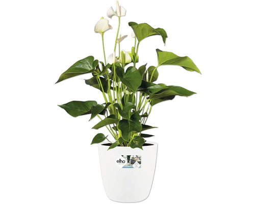 Anthurium mit weißen Blüten in einem weißen Elho-Topf.