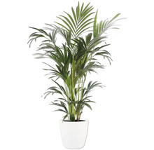 Zimmerpflanze Palme mit grünen Wedeln in einem weißen Topf.