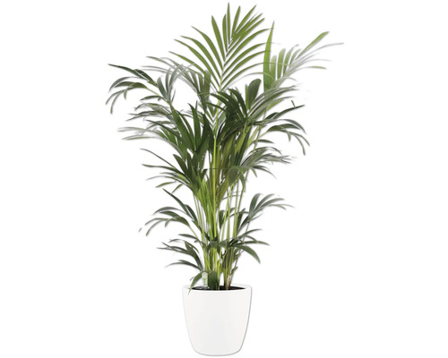 Zimmerpflanze Palme mit grünen Wedeln in einem weißen Topf.
