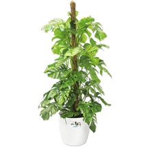 Monstera deliciosa Zimmerpflanze mit Moosstab im weißen Elho Kunststofftopf.