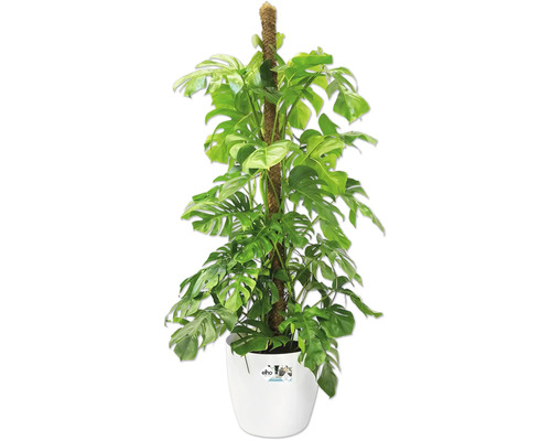 Monstera deliciosa Zimmerpflanze mit Moosstab im weißen Elho Kunststofftopf.