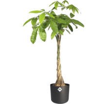 Pachira aquatica Glückskastanie mit geflochtenem Stamm im schwarzen Kunststofftopf mit Elho Logo.