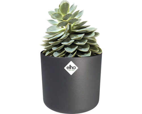 Sukkulente in einem dunkelgrauen elho Blumentopf. elho Logo.