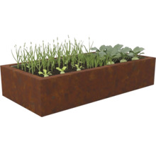 Rechteckiges Hochbeet aus Cortenstahl, bepflanzt mit jungen Gemüsepflanzen wie Kohlrabi und grünen Trieben.