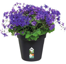Bluhende Senecio Pflanze in einem schwarzen Elho Kunststofftopf mit Drainage