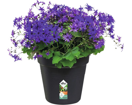 Bluhende Senecio Pflanze in einem schwarzen Elho Kunststofftopf mit Drainage