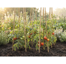 Tomatenpflanzen mit reifenden Früchten, gestützt durch Bambusstäbe in einem sonnigen Gemüsegarten mit dunkler Erde.