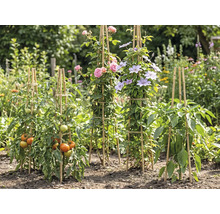 Bambus-Rankhilfen im Garten für Tomaten, Rosen, Clematis und Paprika in einer hellen, organisierten Umgebung.